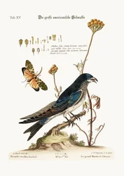 Wielki amerykański Martin, 1749-73